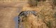 Tanzanie - 2010-09 - 231 - Serengeti - Zebre